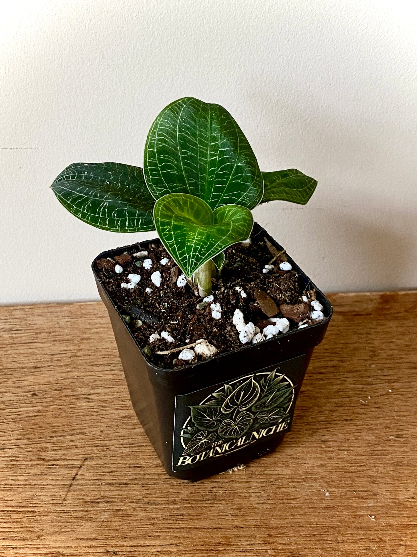 Macodes Petola - Jewel Orchid | 7 cm pot