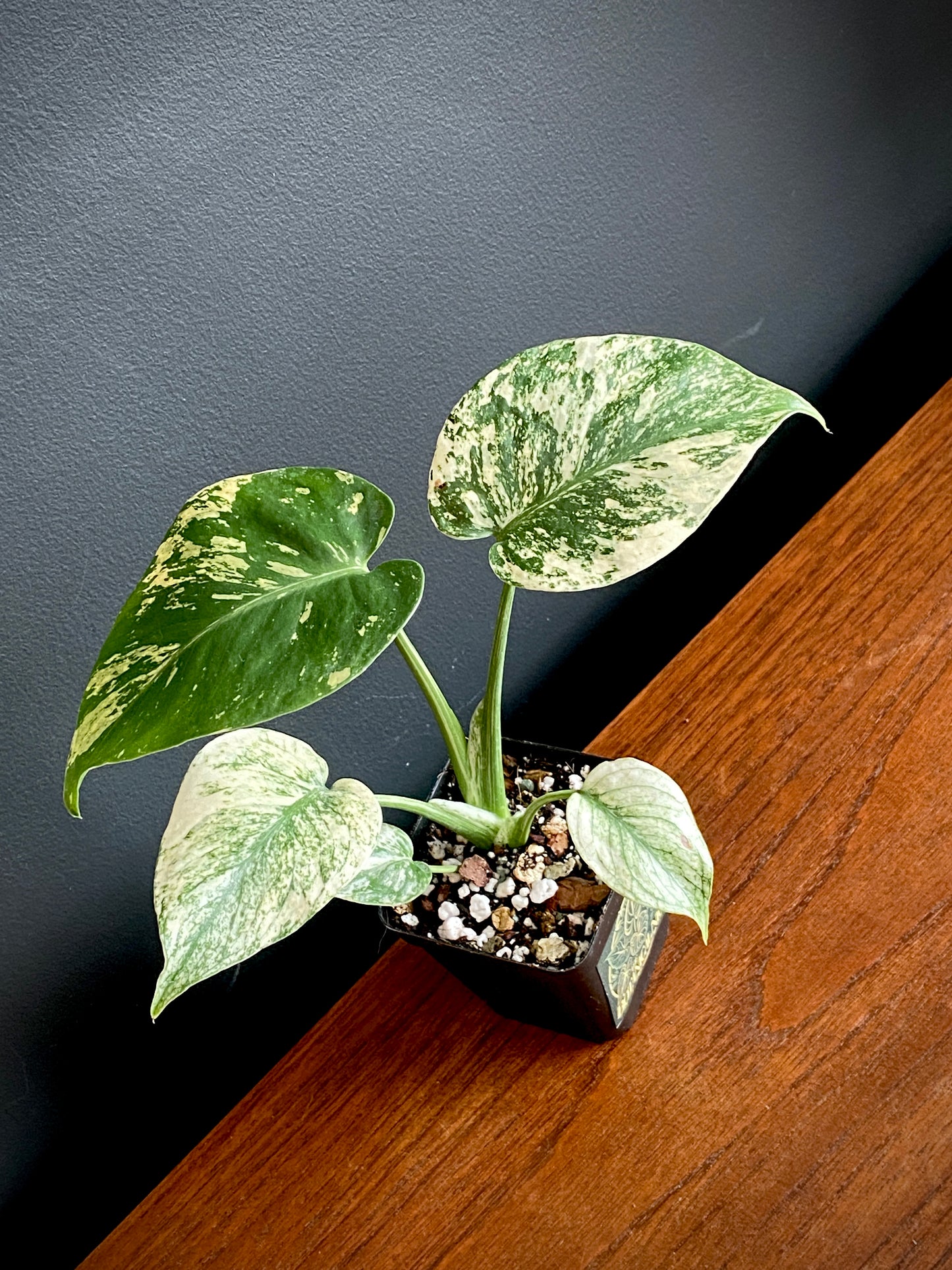 Monstera Deliciosa Mint variegated | 7 cm pot (C)