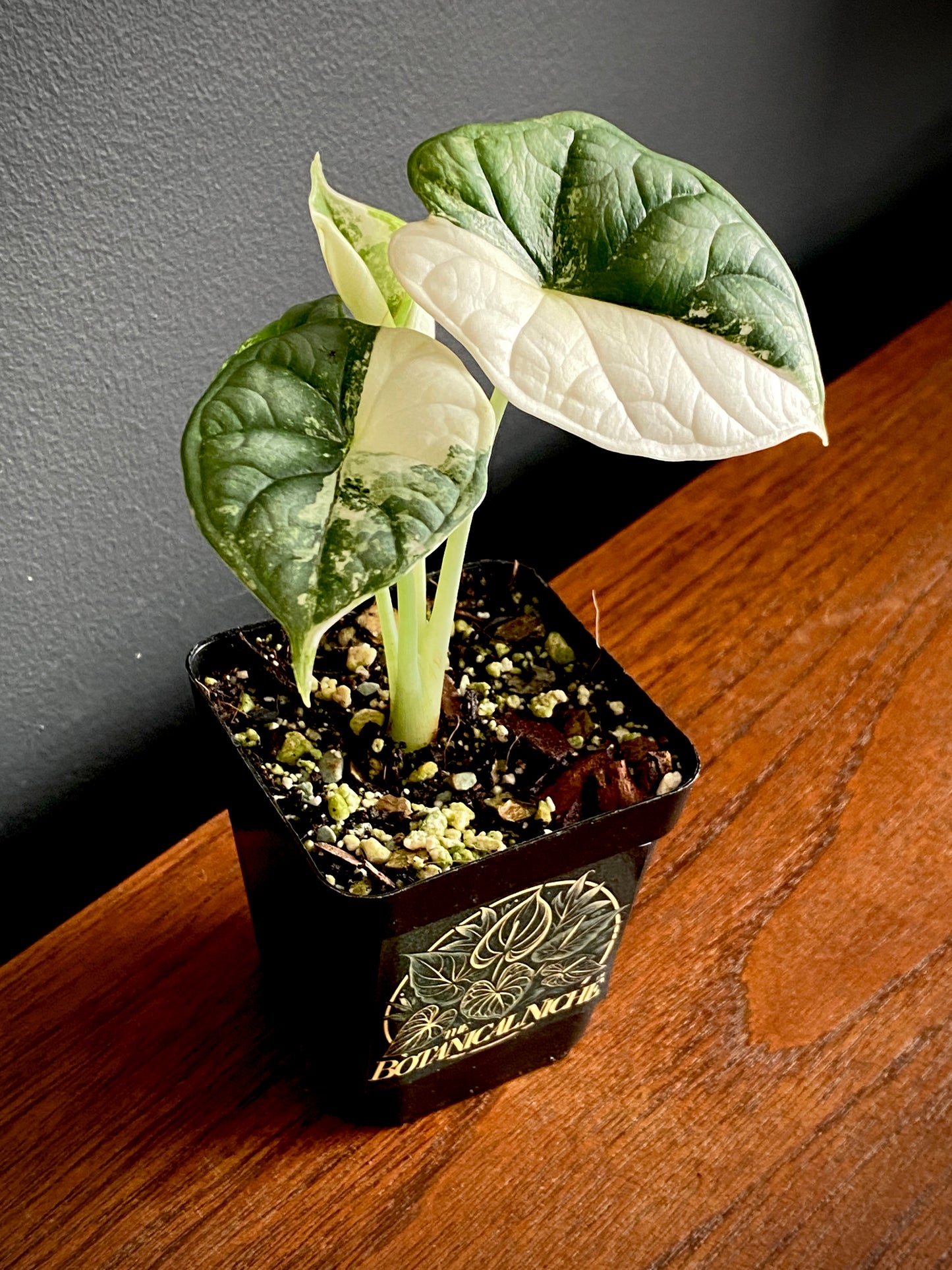 Alocasia Dragonscale Albo variegata | 7 cm pot (A)