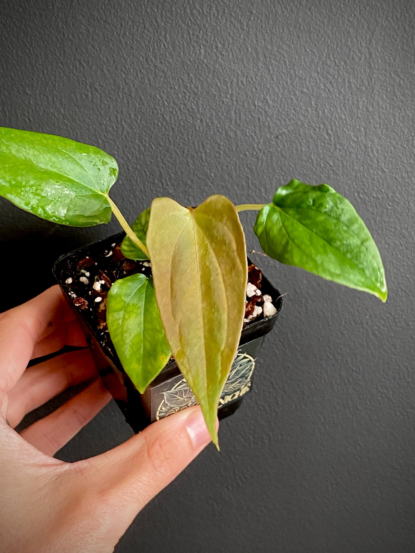 Anthurium Papillaminum Fort Sherman | 7 cm pot