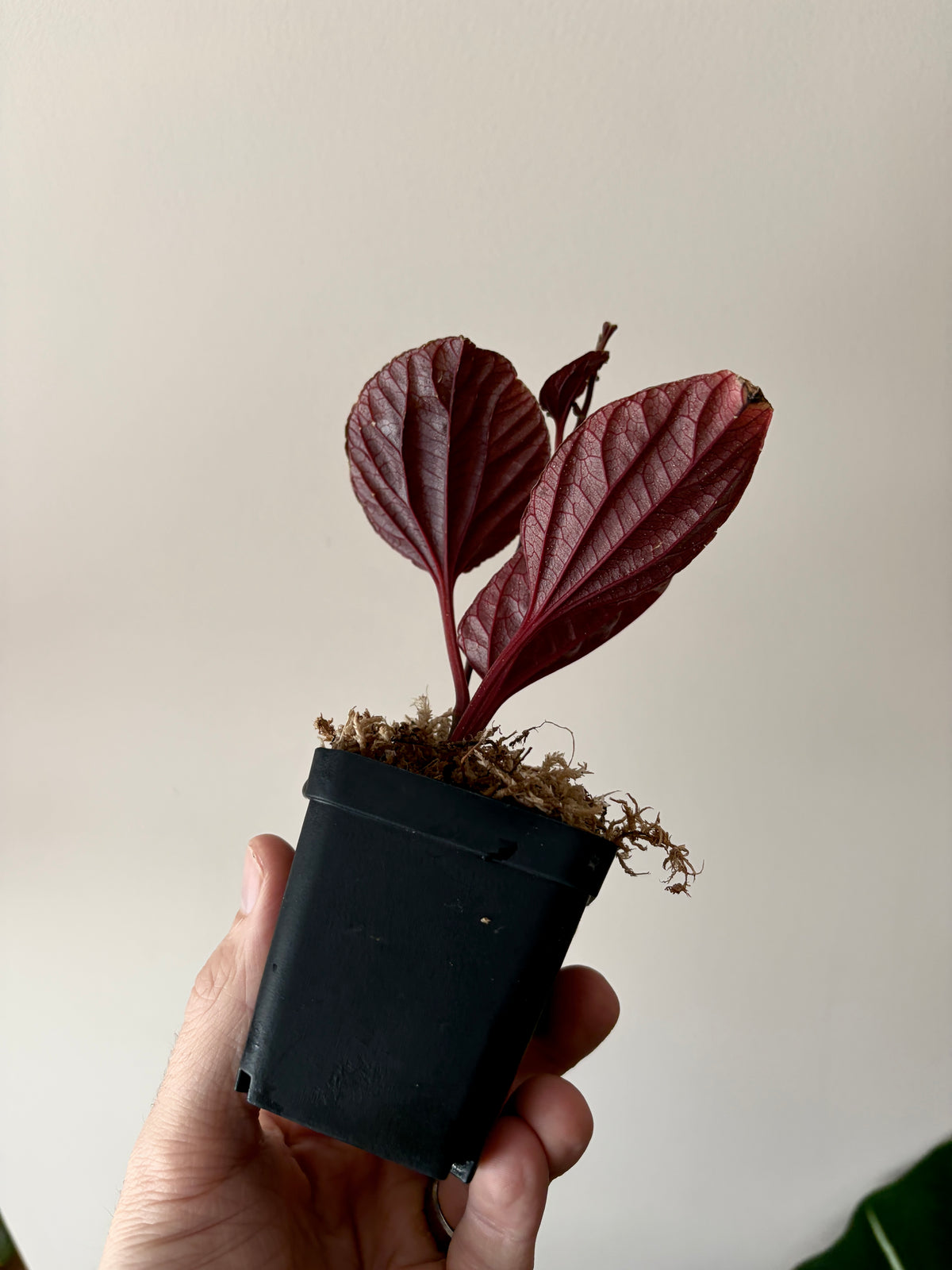 Piper sp. Kalimantan Pink | 6 cm pot