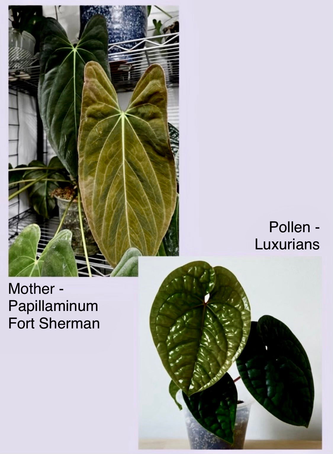 Anthurium Fort Sherman X Luxurians | 7 cm pot
