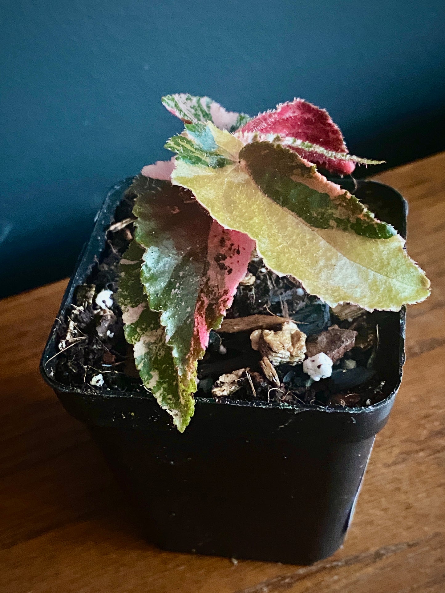Begonia Ginny Galaxy Pink variegated | 7 cm pot