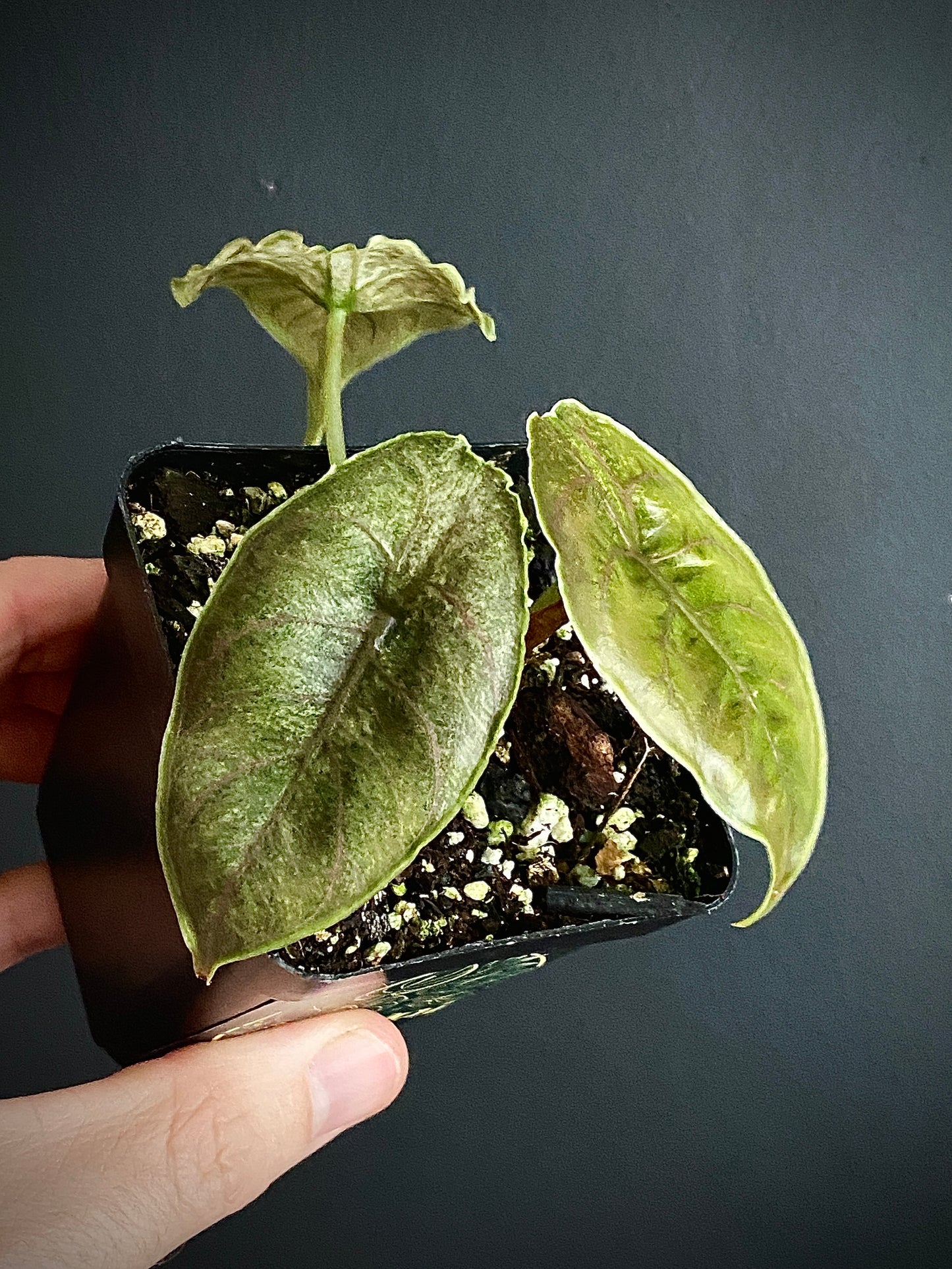 Alocasia Azlanii Mint Variegated | 7 cm pot