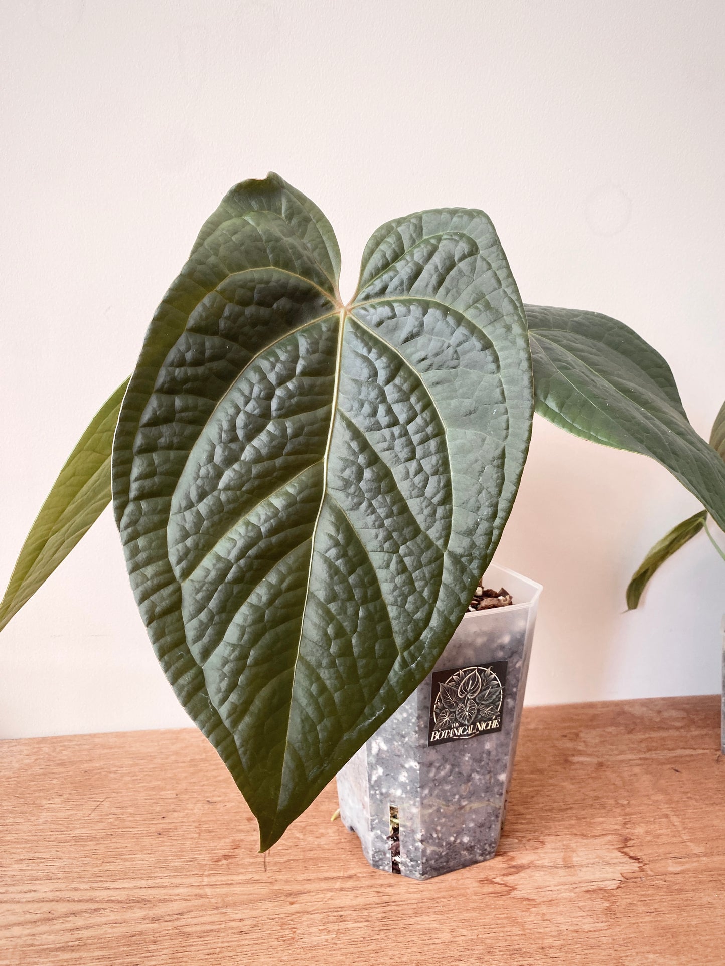 Anthurium Goliath X Luxurians | 12 cm pot