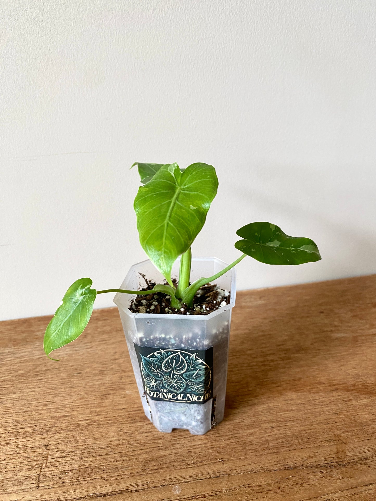Alocasia Okinawa Silver variegated | 7 cm pot