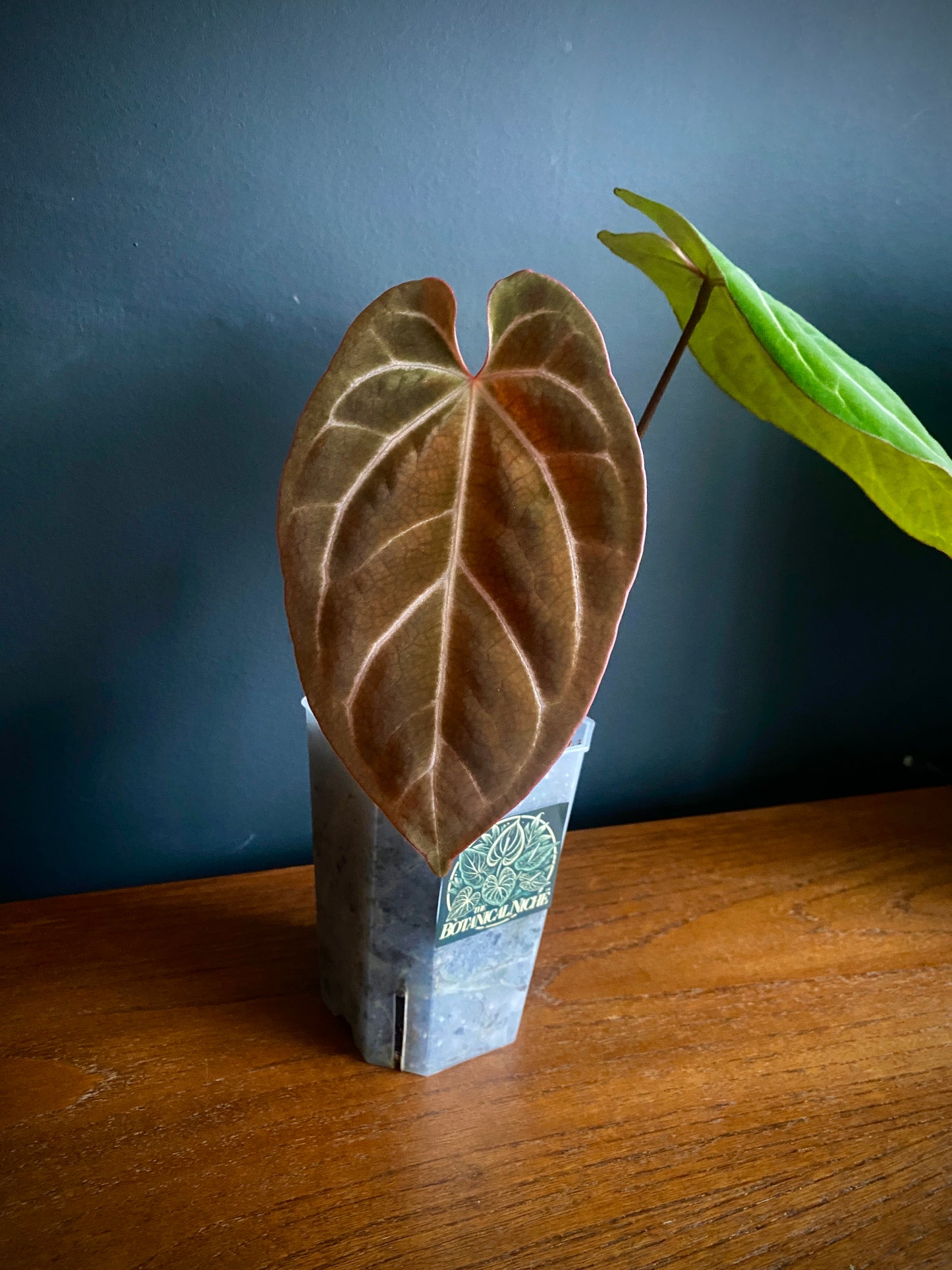 Anthurium Besseae X Magnificum | 9 cm pot