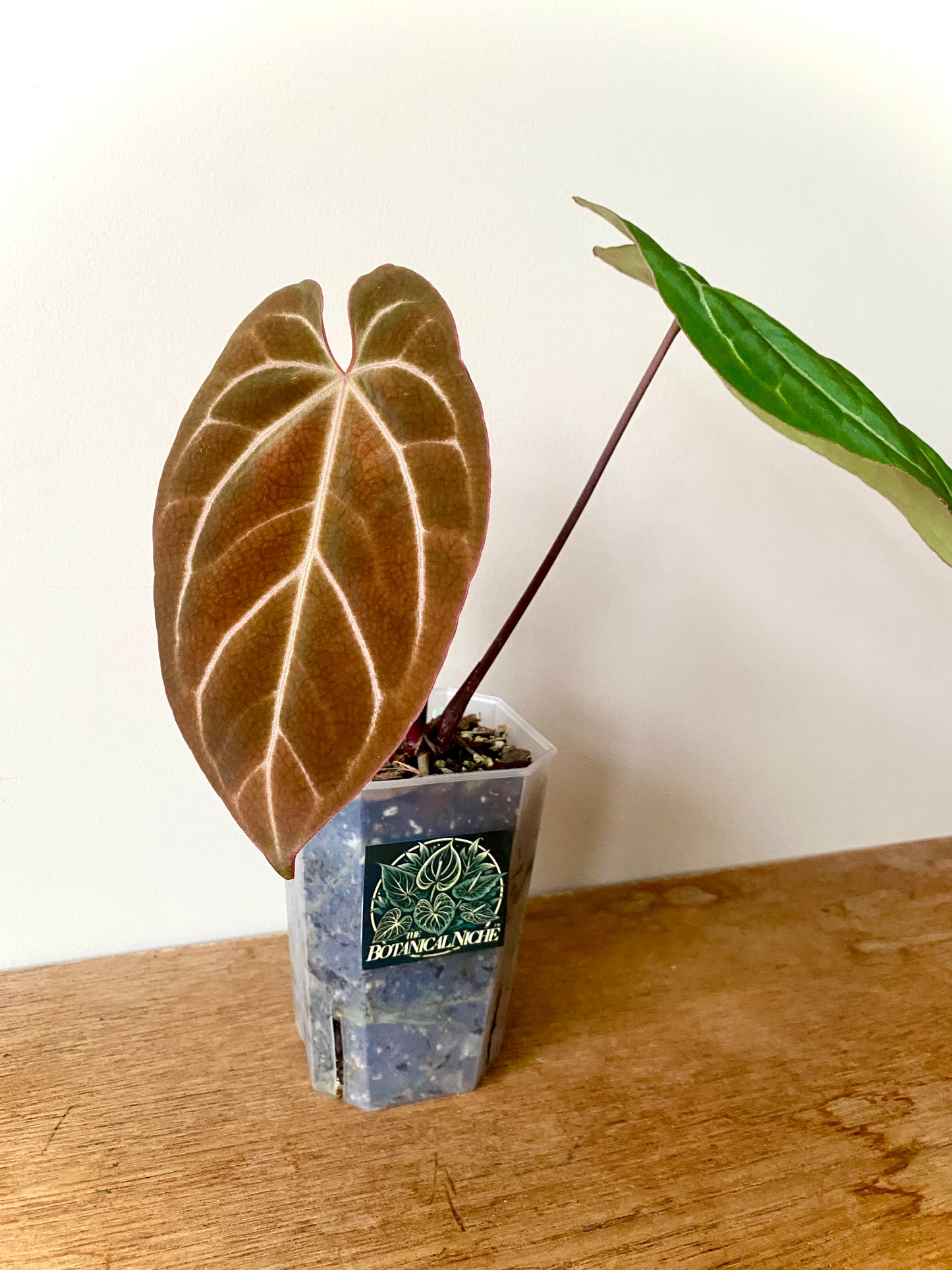 Anthurium Besseae X Magnificum | 9 cm pot
