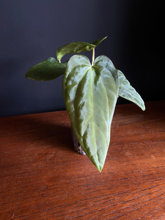 Anthurium Antolakii/BVEP (Scott x Tezula) | 7 cm pot