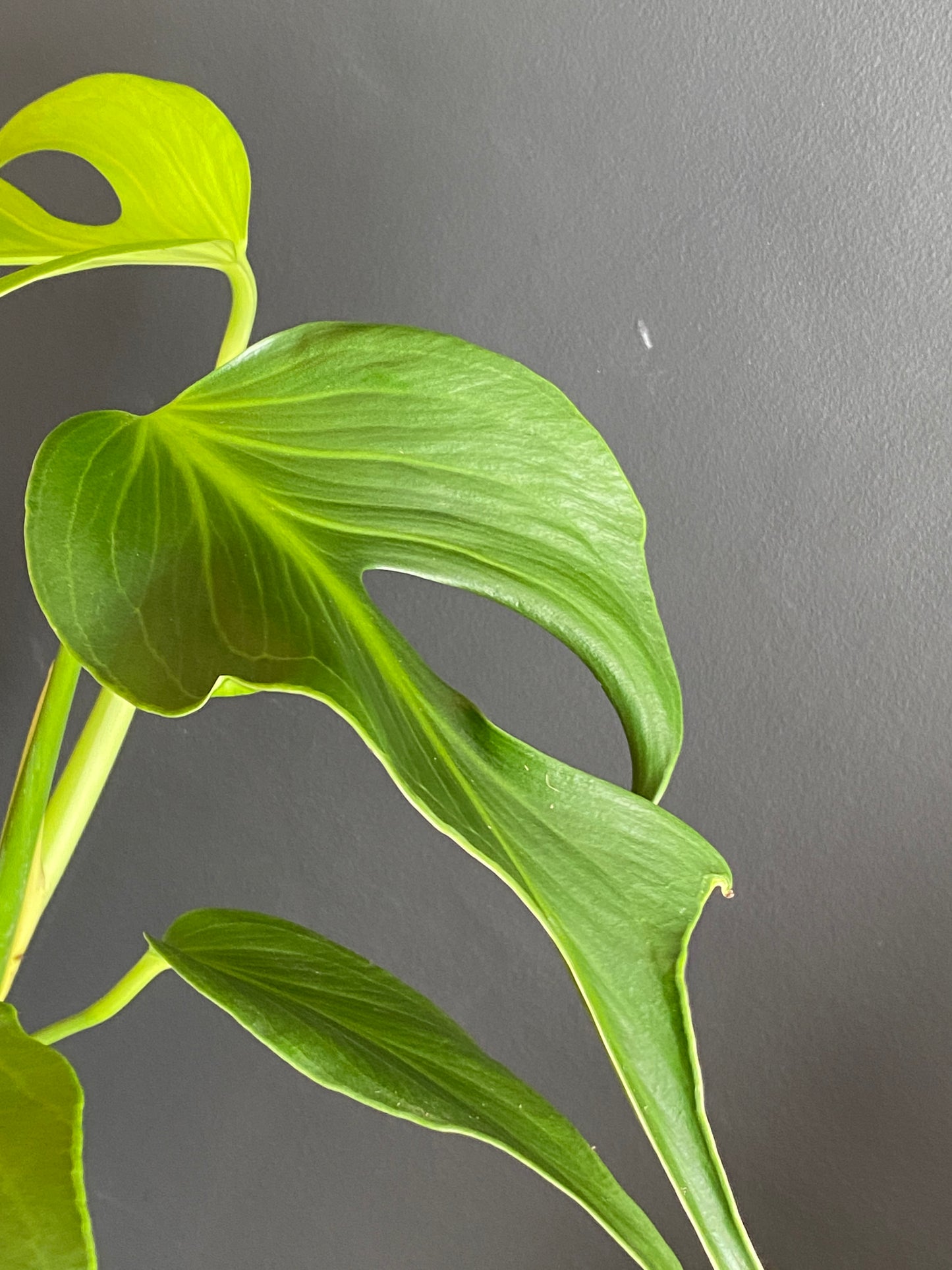 Monstera Burle Marx Flame | 15 cm pot (B)