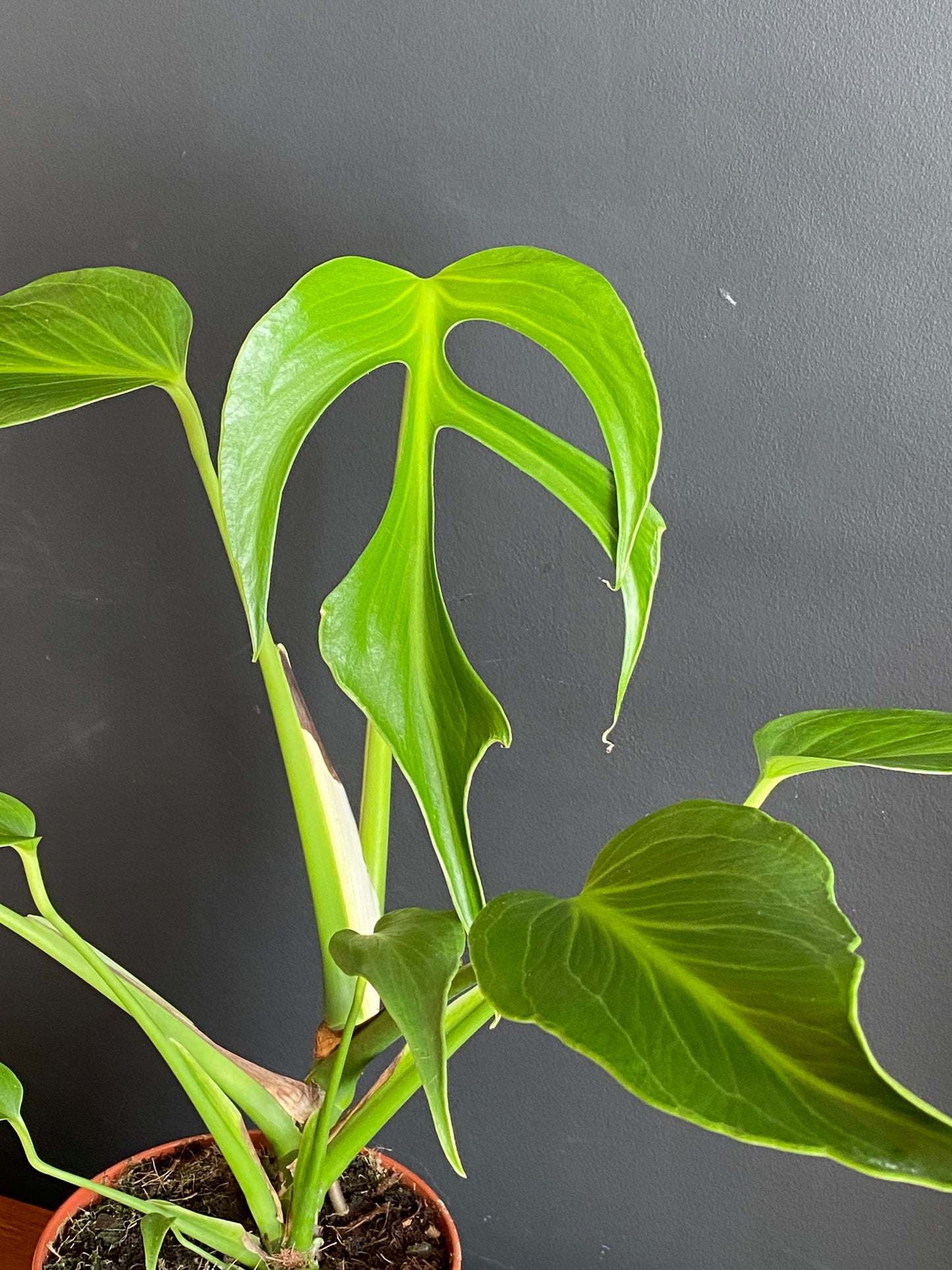 Monstera Burle Marx Flame | 15 cm pot (A)