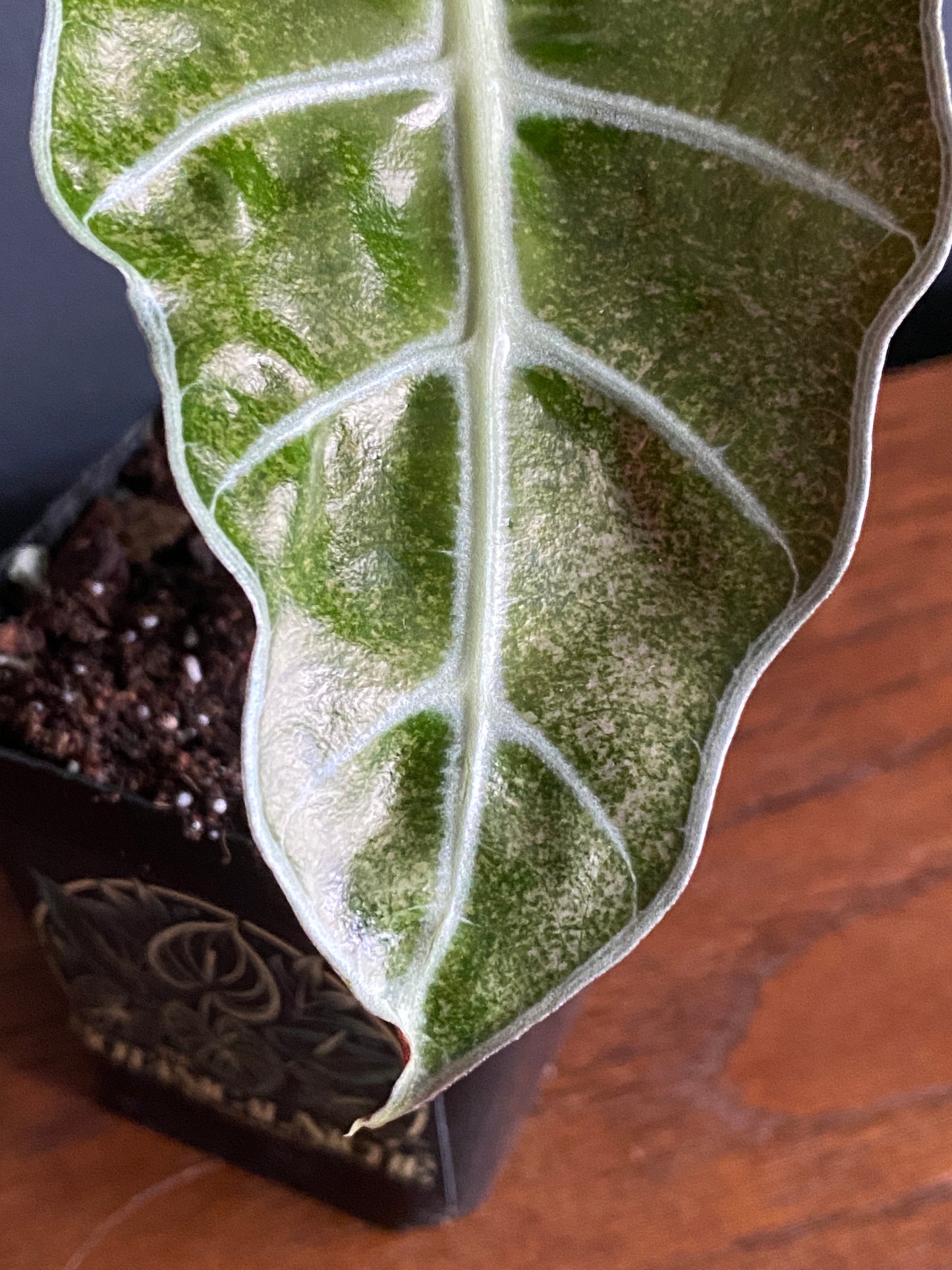 Alocasia Polly Pink Mint variegated | 7 cm pot (B)