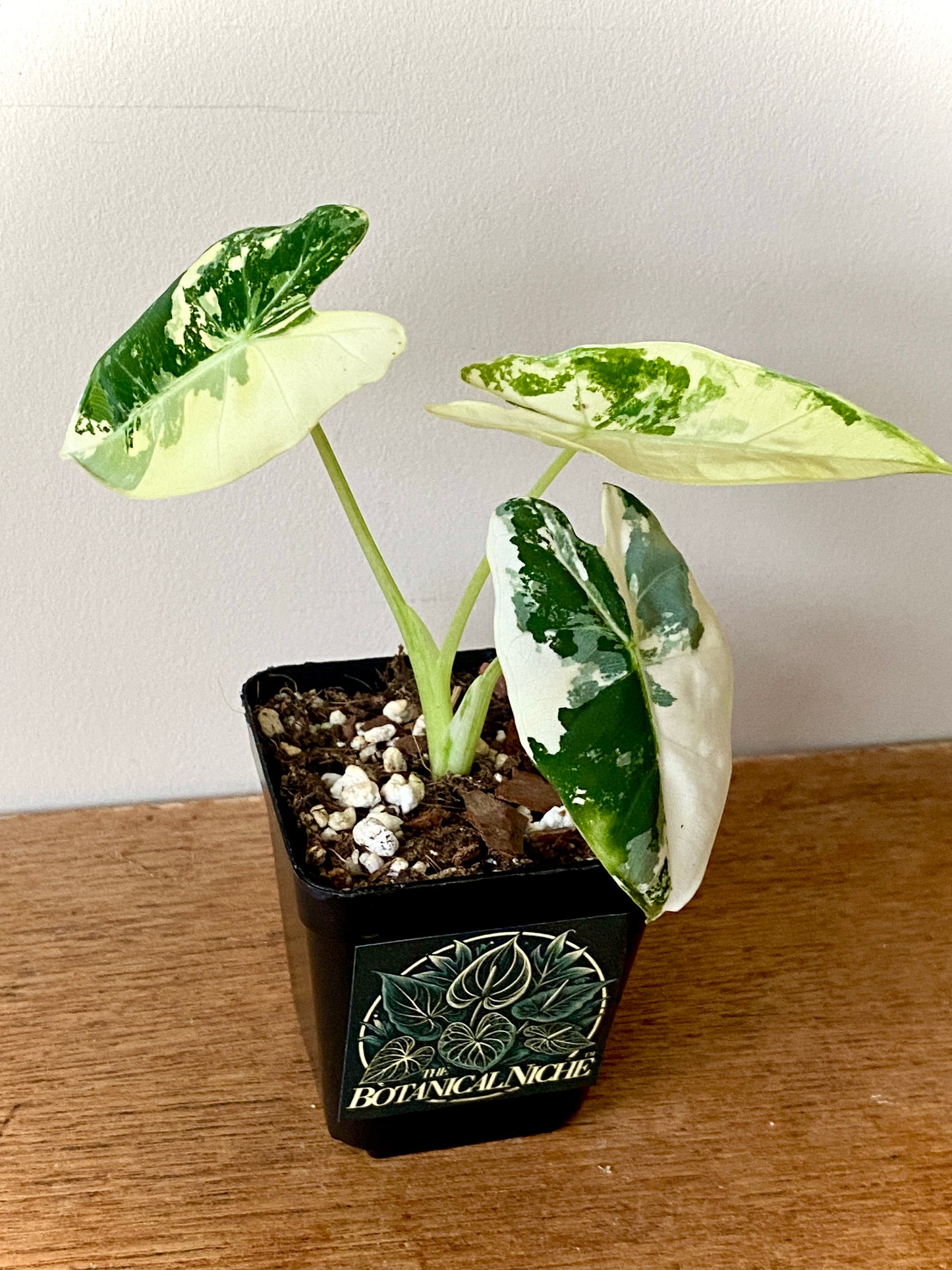 Alocasia Frydek Albo variegated | 7 cm pot