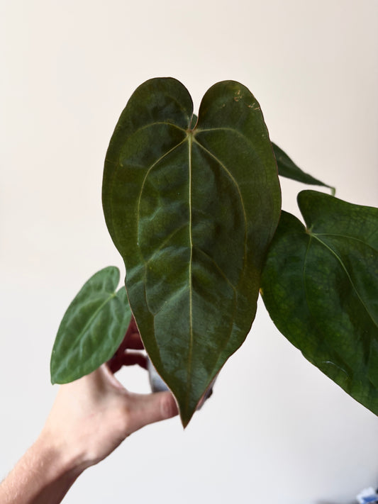 Anthurium Subsignatum (velvety) X Carlablackiae | 7 cm pot
