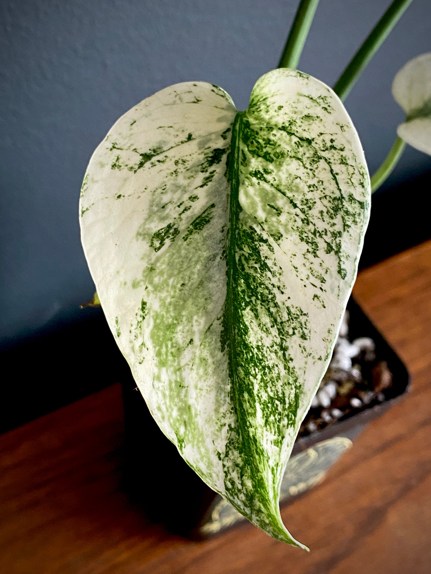 Monstera Deliciosa Mint variegated | 7 cm pot (B)