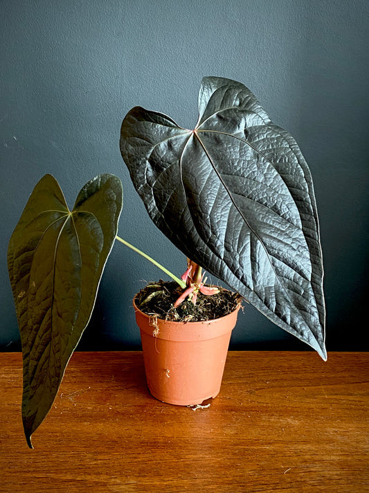 Anthurium Queen of Hearts | 12 cm pot (C)