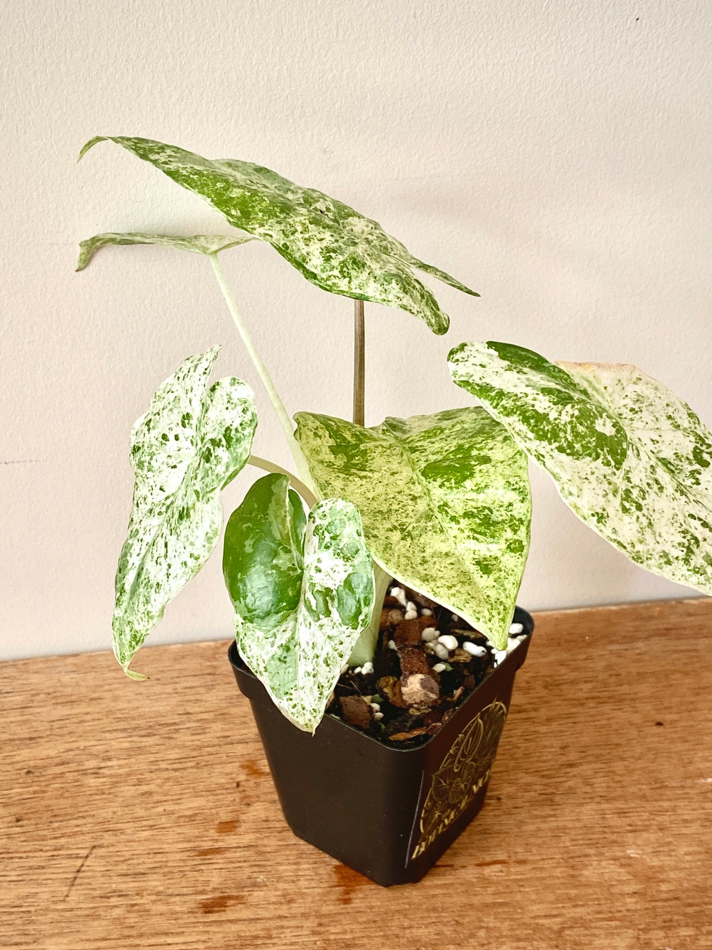 Alocasia Macrorrhizos Splash variegated | 7 cm pot