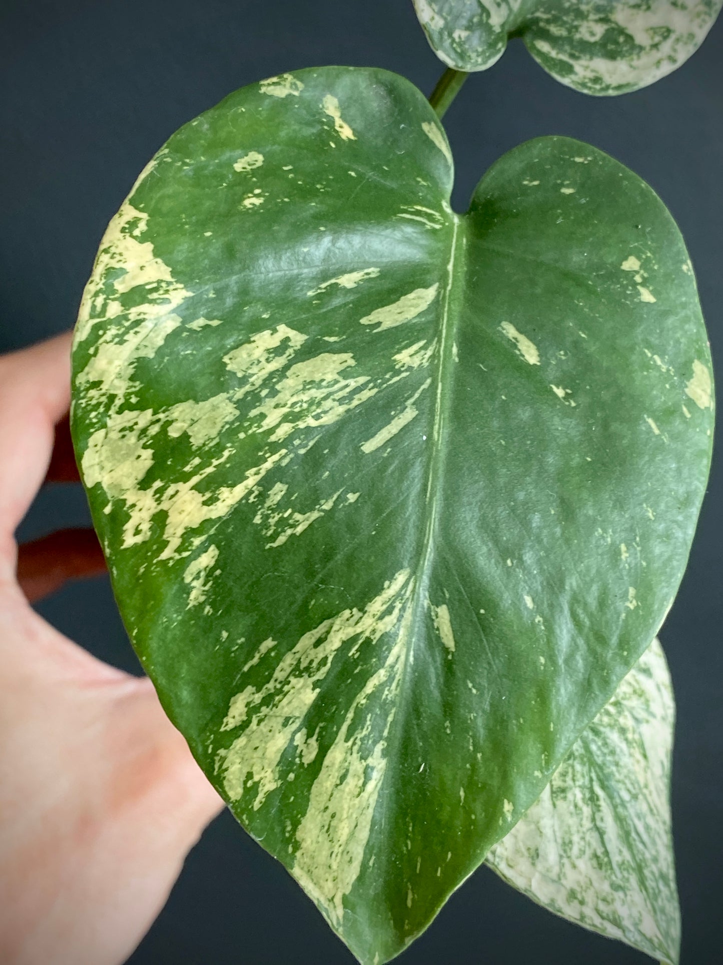 Monstera Deliciosa Mint variegated | 7 cm pot (C)