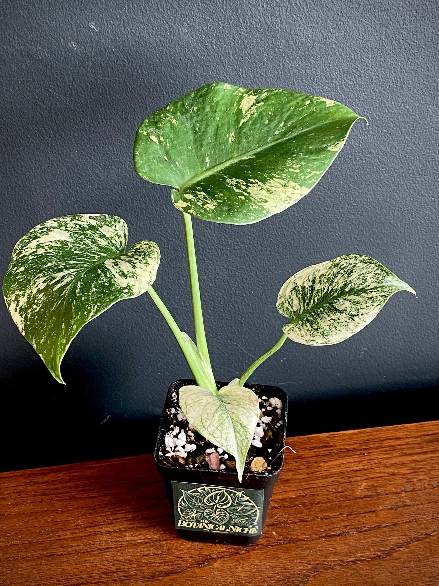 Monstera Deliciosa Mint variegated | 7 cm pot (A)