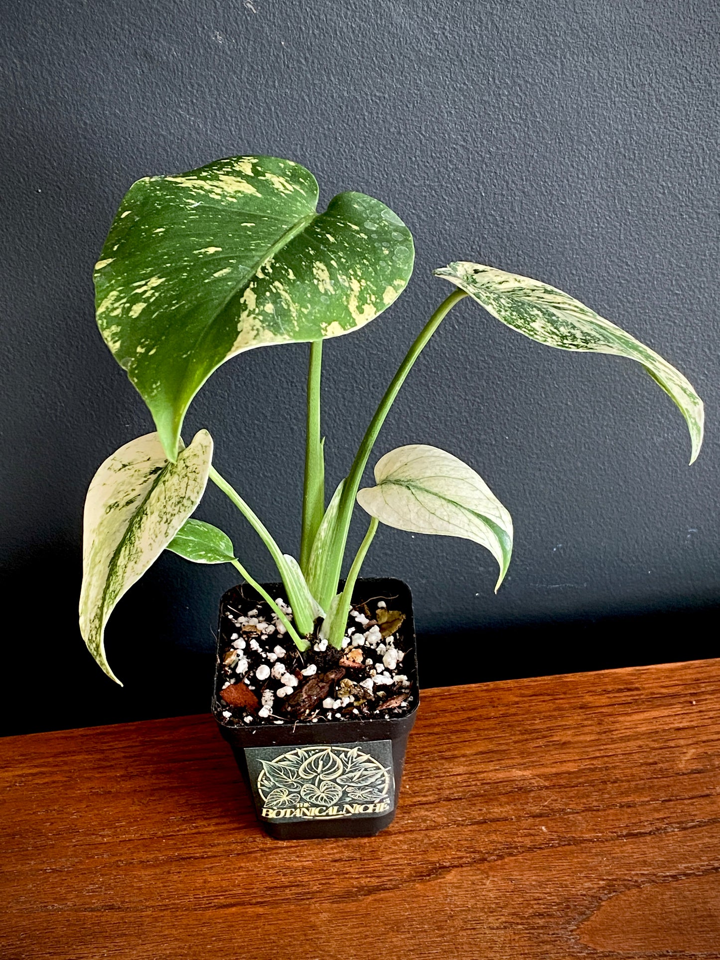 Monstera Deliciosa Mint variegated | 7 cm pot (B)