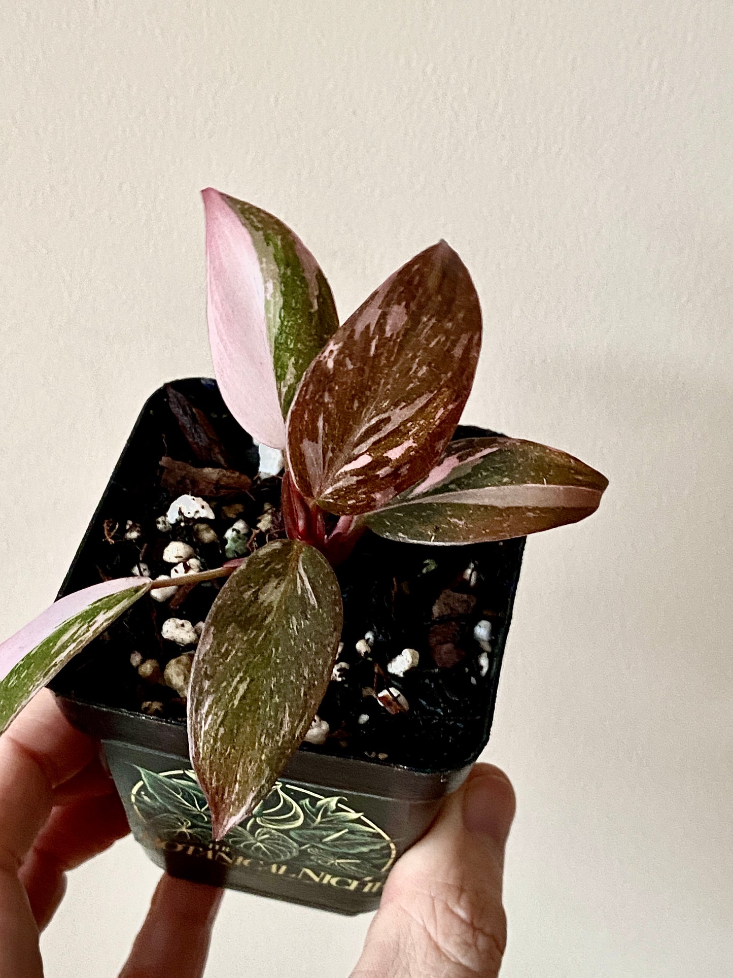 Philodendron Pink Princess | 7 cm pot