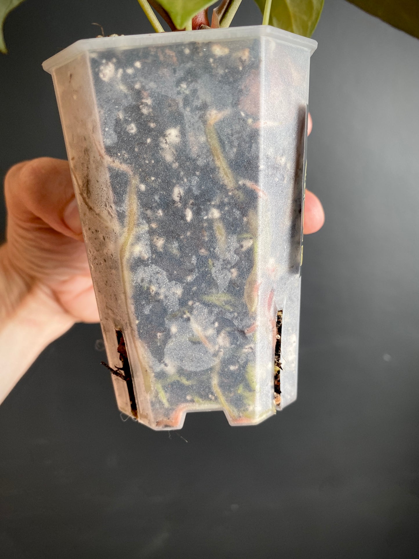 Anthurium NoID | 9 cm pot