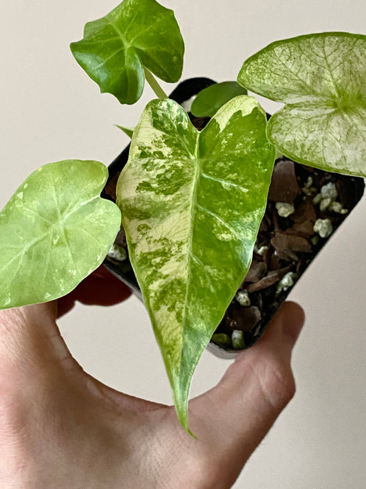Alocasia Gageana Albo variegated | 7 cm pot