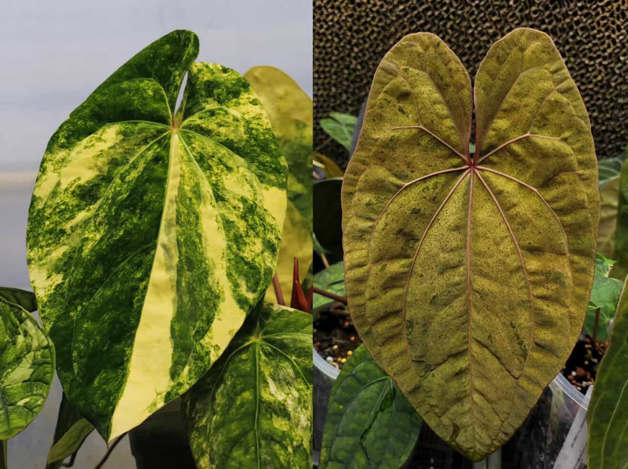 Anthurium Papillilaminum var X RVDP | 7 cm pot