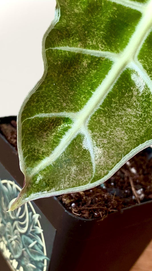 Alocasia Polly Pink Mint variegated | 7 cm pot (B)