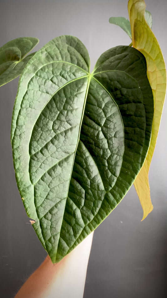Anthurium Goliath X Luxurians | 12 cm pot