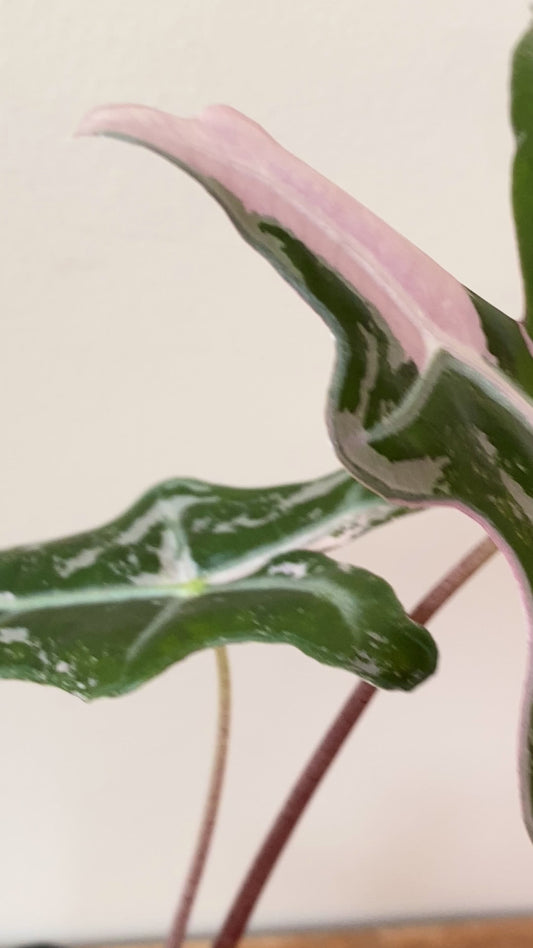 Alocasia Nobilis Pink variegata | 7 cm pot