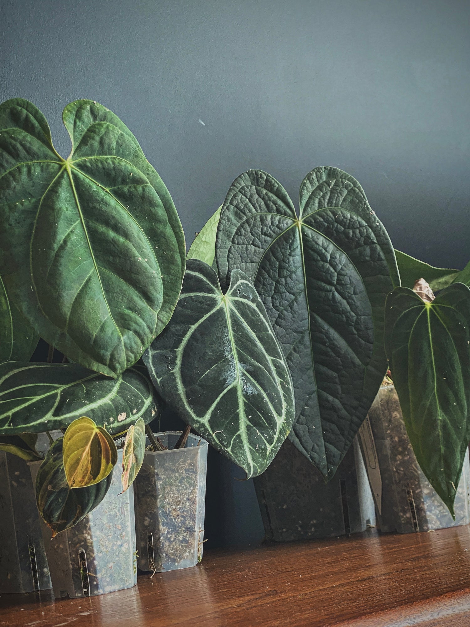 Anthurium