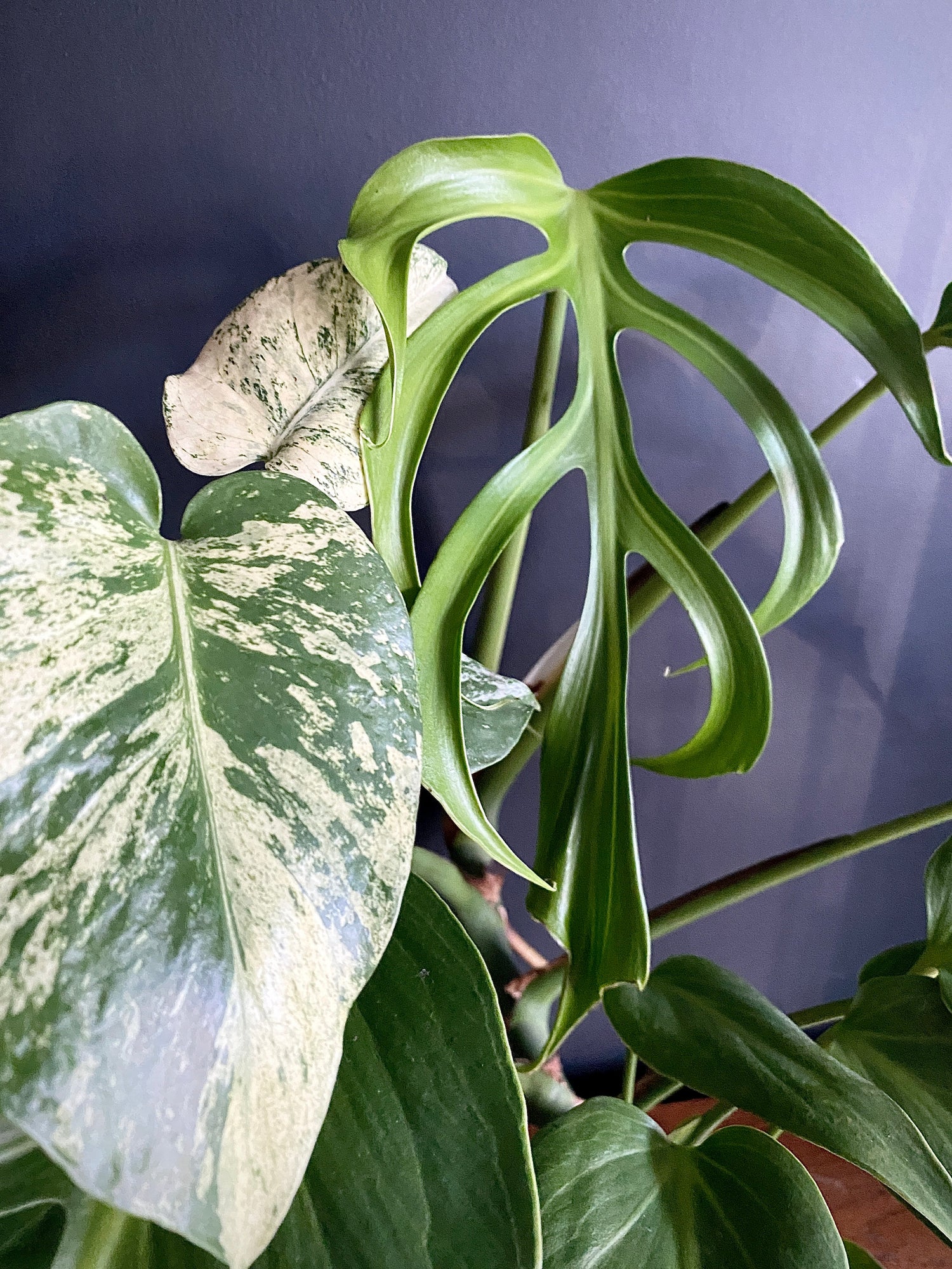 Monstera