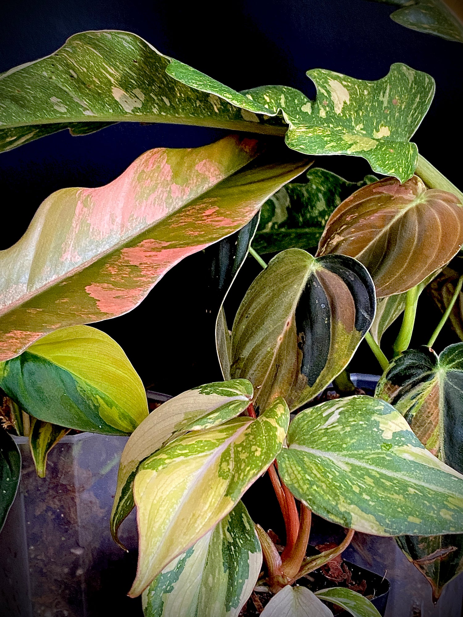 Philodendron