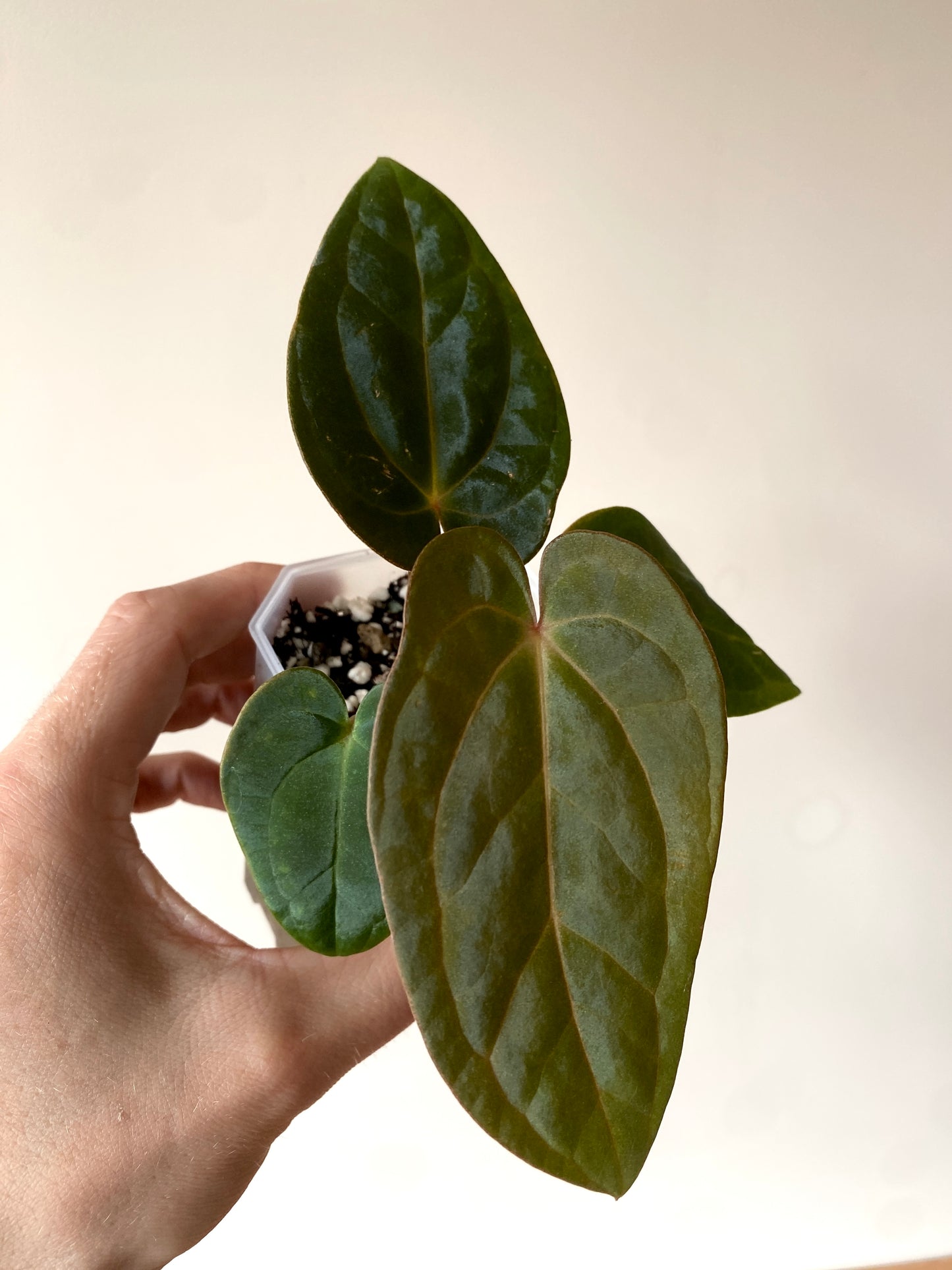 Anthurium (DressCarla x BVEP) X (Carlablackiae x Papillilaminum) | 7 cm pot [B]