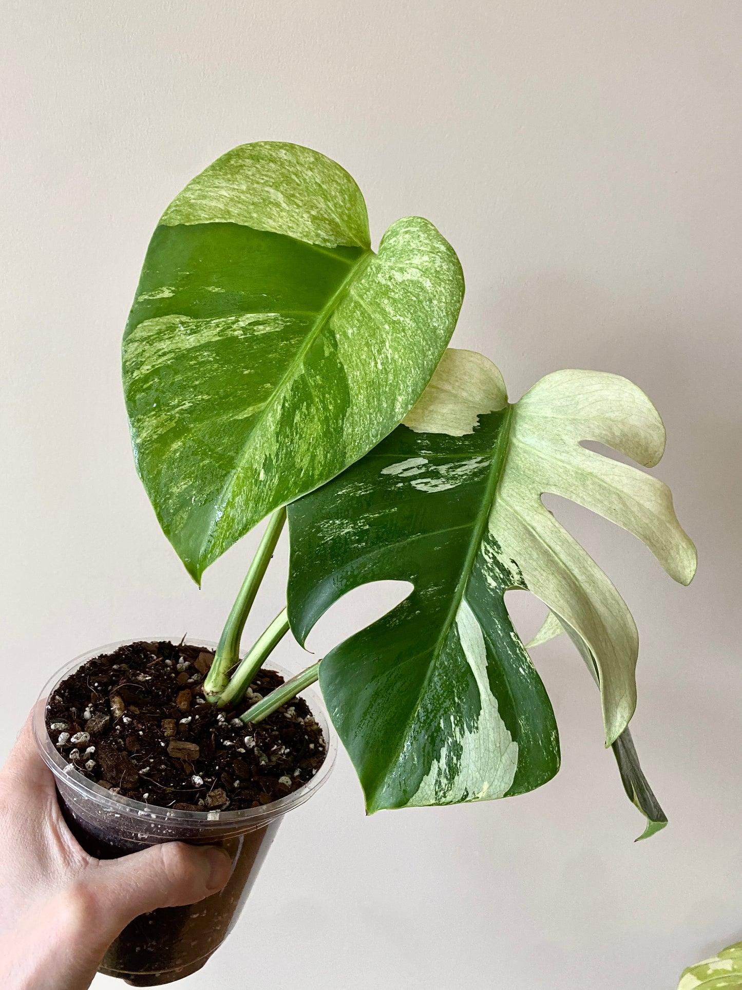 Monstera Jungle Mint/NoID | 12 cm pot