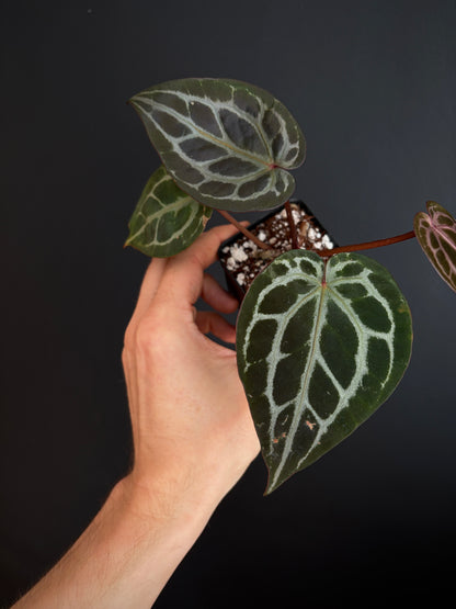 Anthurium DB Michelle | 7 cm pot
