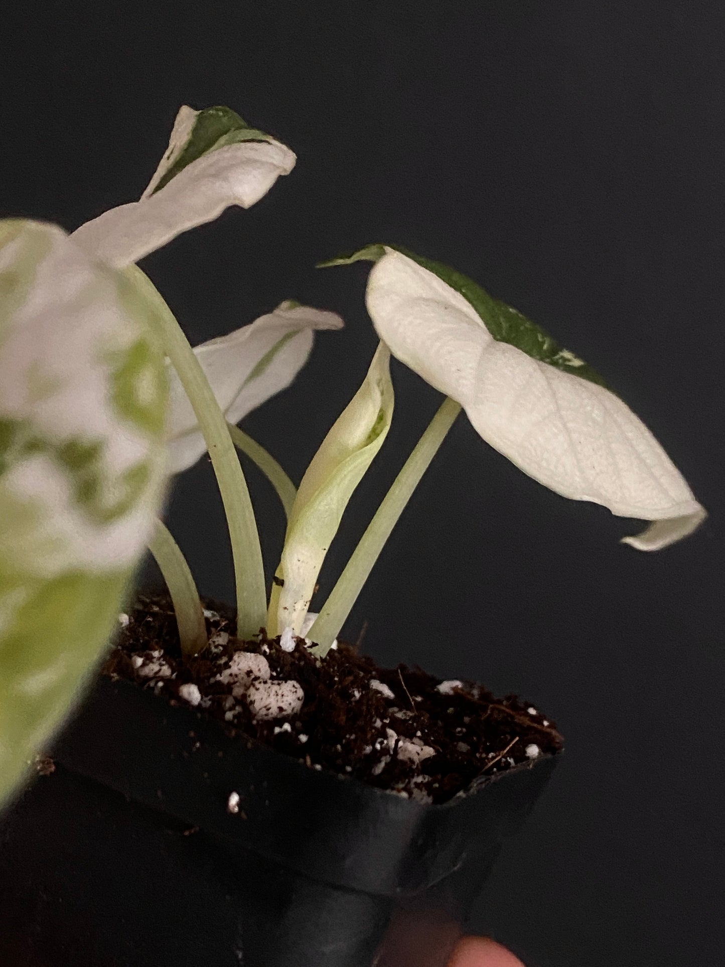 Alocasia Melo Albo variegata | 6 cm pot