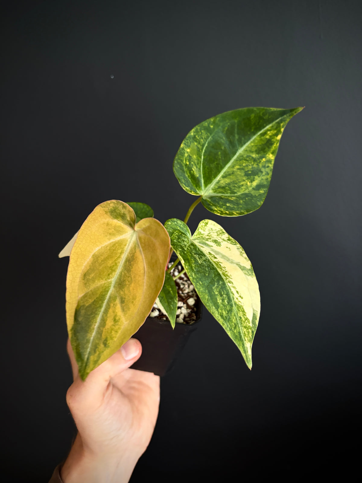 Anthurium Papillilaminum Hb variegated X Forgetii | 7 cm pot [B]