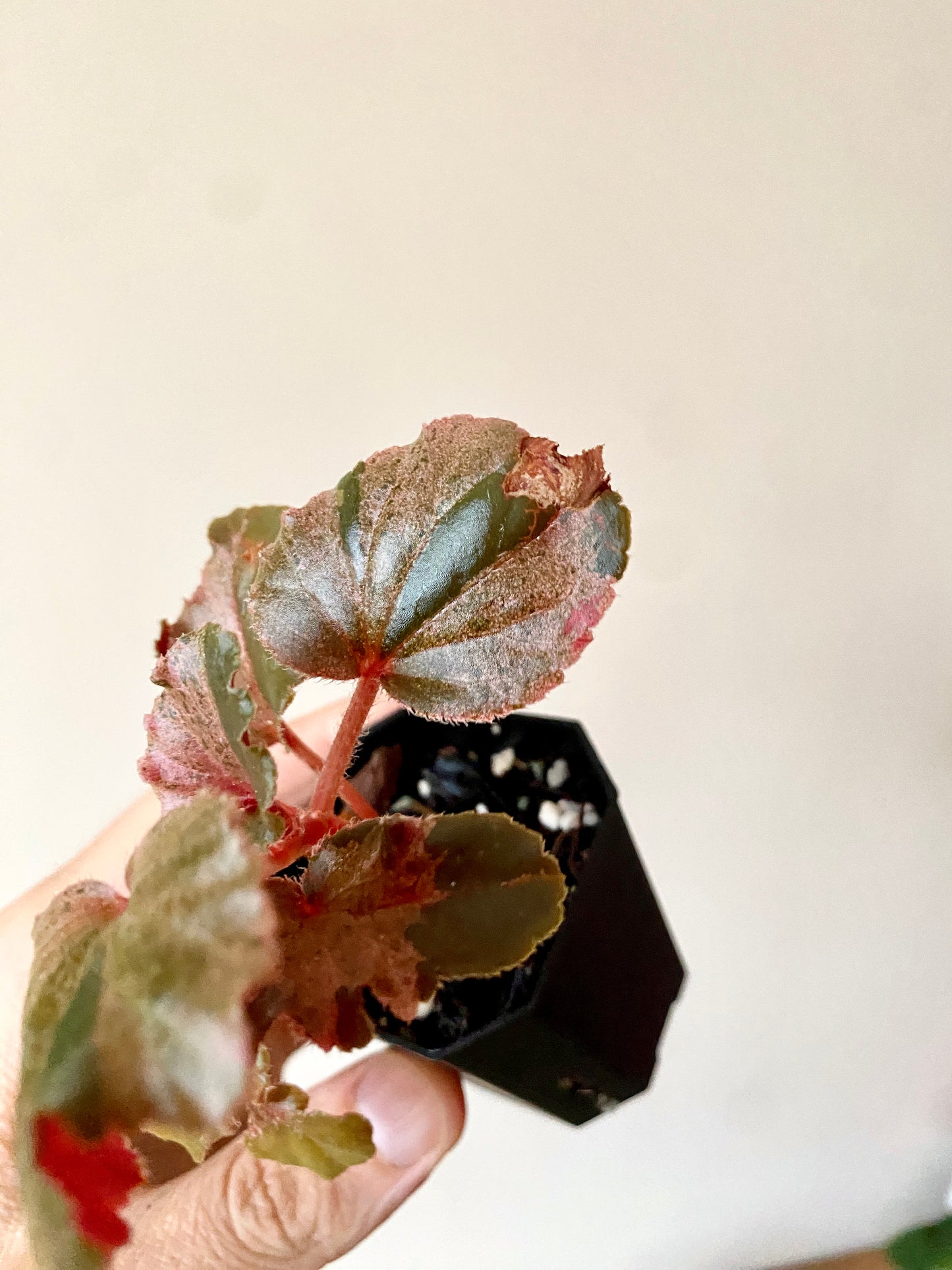 Begonia Cucullata Pink variegated | 5 cm pot [B]