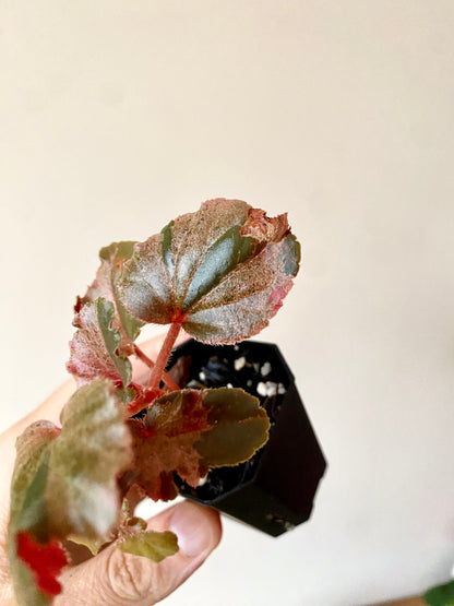 Begonia Cucullata Pink variegated | 5 cm pot [B]