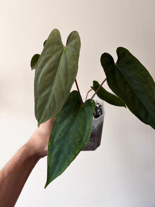 Anthurium Golden Eagle X BVEP (R.FxF) | 7 cm pot [B]