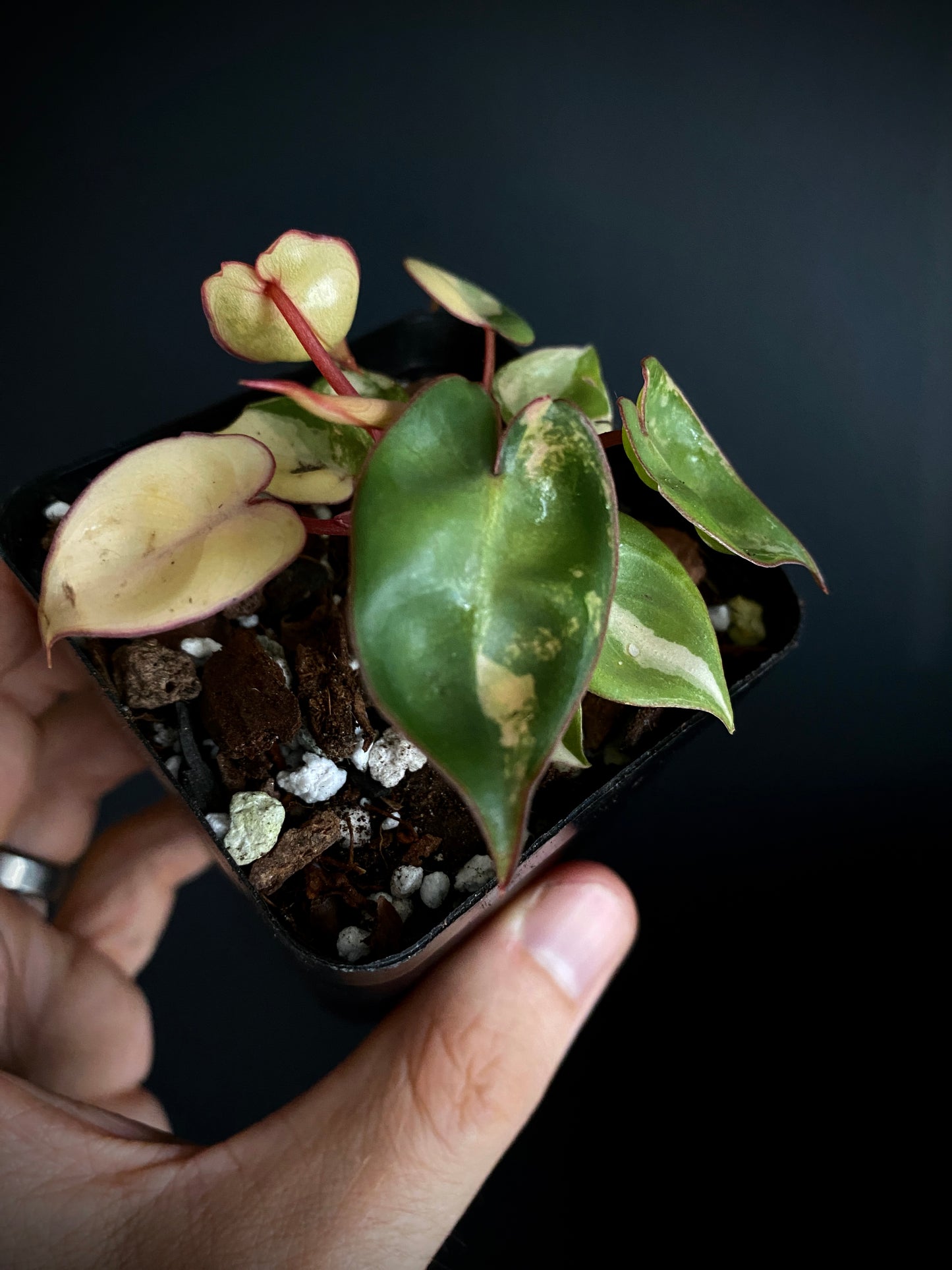 Philodendron Billietiae variegated | 7 cm pot