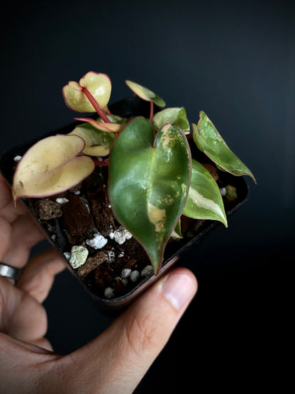 Philodendron Billietiae variegated | 7 cm pot