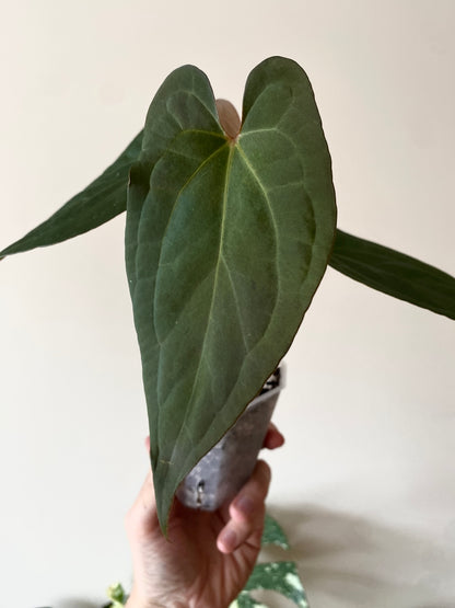 Anthurium Pap var X RVDP mint variegated | 7 cm pot