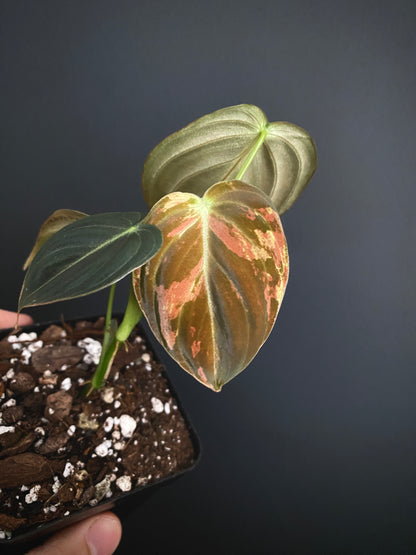 Philodendron Melanochrysum variegata | 7 cm pot