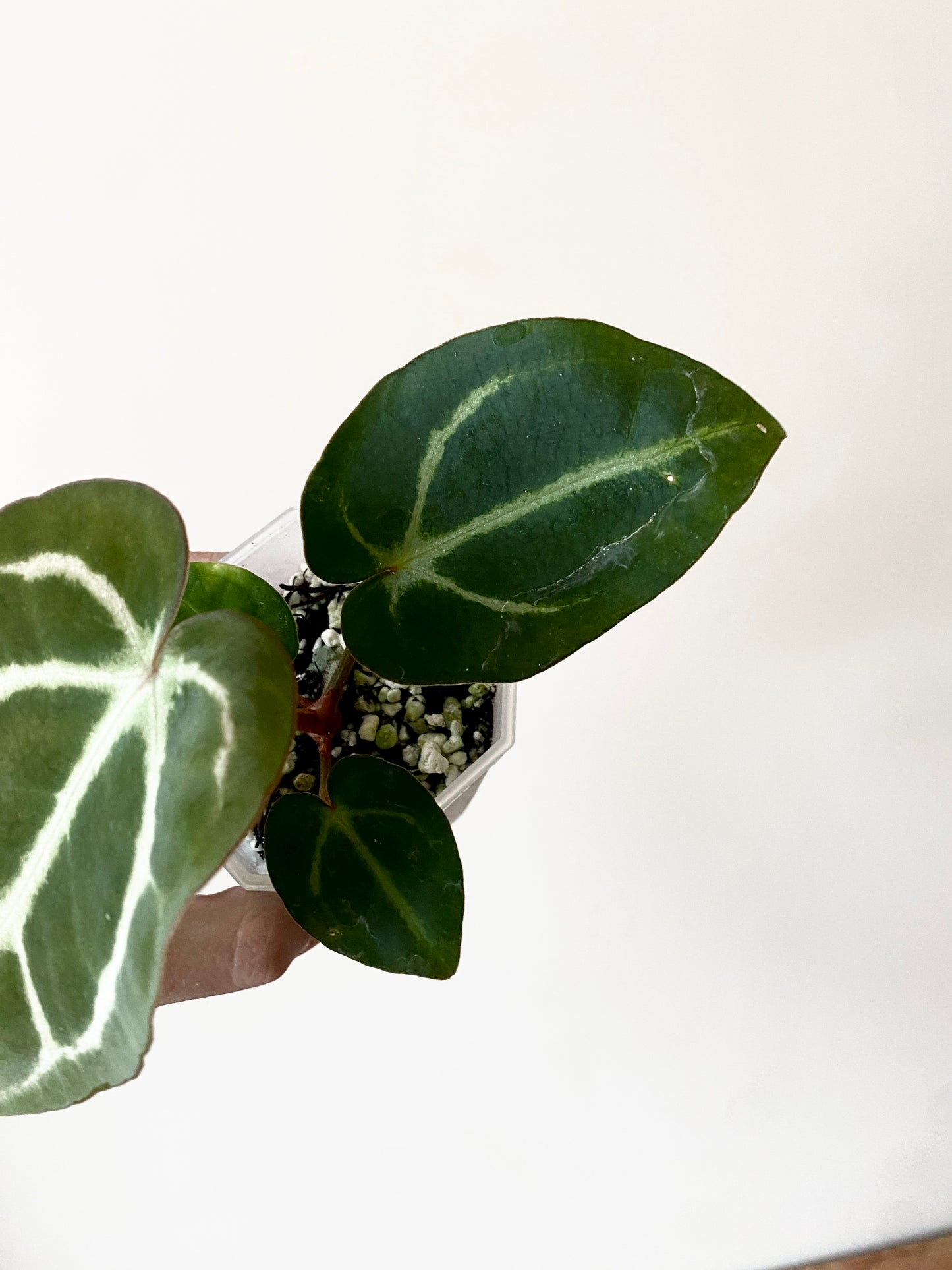 Anthurium Carlablackiae | 7 cm pot [C]