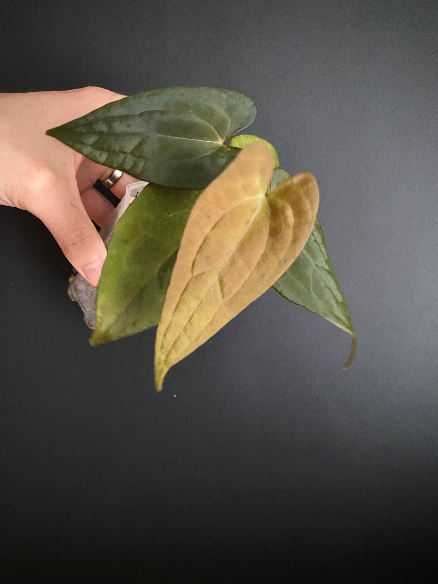 Anthurium RVDP (self) mint variegated | 7 cm pot [B]