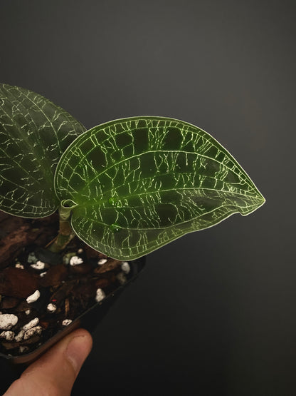 Macodes Petola [dark/wild form] - Jewel Orchid | 7 cm pot