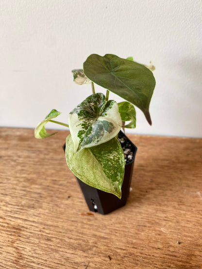 Alocasia Wentii albo/pink variegated | 5 cm pot [C]